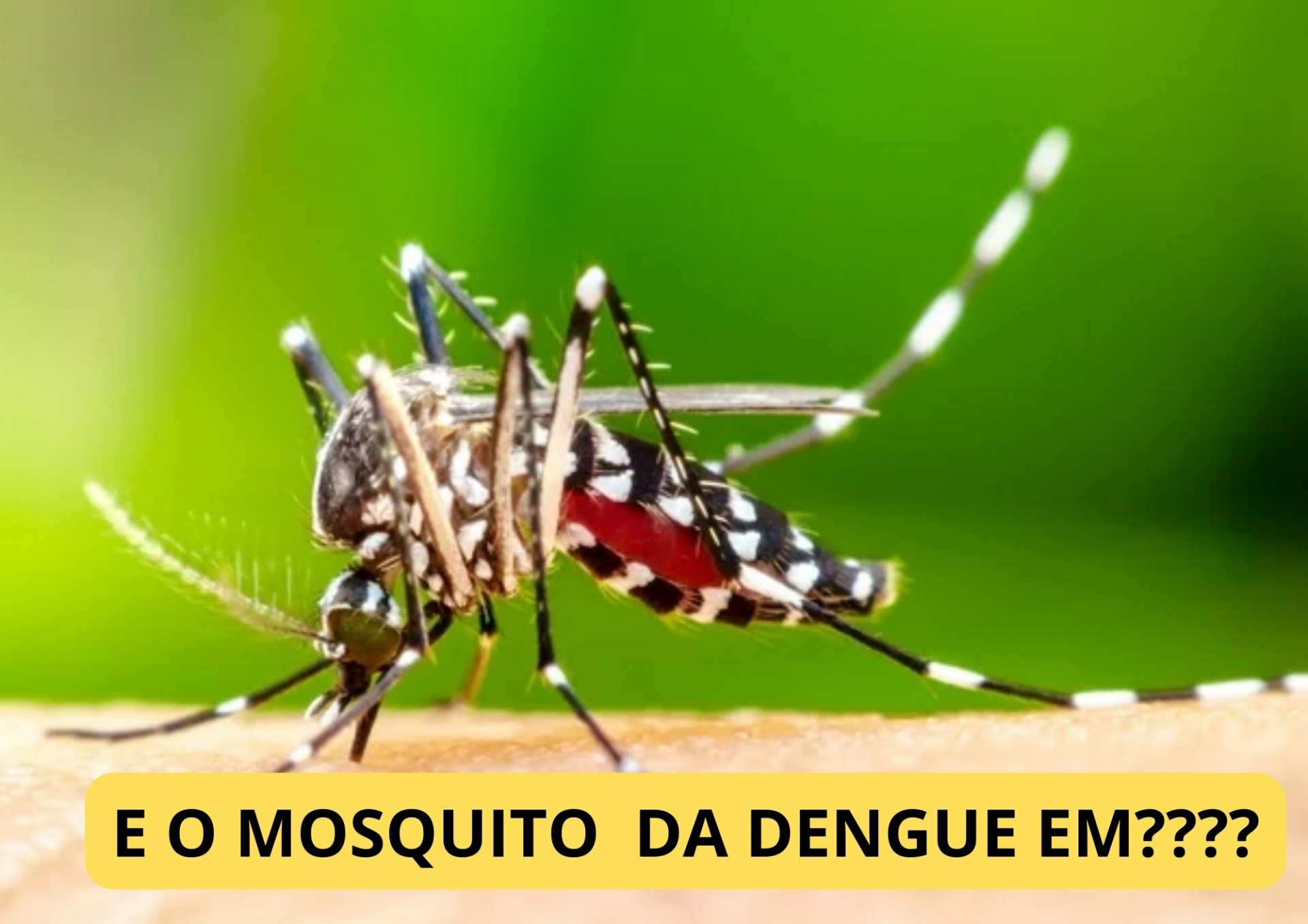 Mosquito da dengue e o cuidado da população.